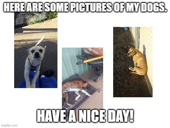 Blank White Template | HERE ARE SOME PICTURES OF MY DOGS. HAVE A NICE DAY! | image tagged in blank white template | made w/ Imgflip meme maker