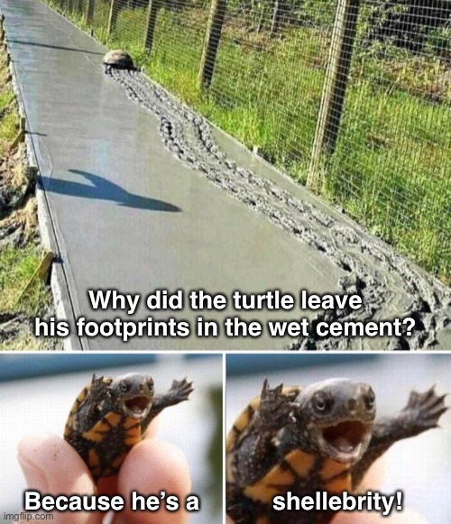 The Walk of Fame | Why did the turtle leave his footprints in the wet cement? Because he’s a; shellebrity! | image tagged in bad jokes,bad puns,eyeroll,funny memes | made w/ Imgflip meme maker