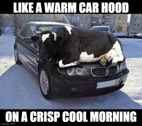warm animals | LIKE A WARM CAR HOOD ON A CRISP COOL MORNING | image tagged in warm animals | made w/ Imgflip meme maker