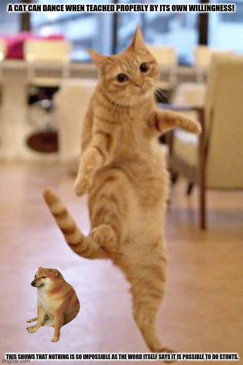 Dancing Cat | A CAT CAN DANCE WHEN TEACHED PROPERLY BY ITS OWN WILLINGNESS! THIS SHOWS THAT NOTHING IS SO IMPOSSIBLE AS THE WORD ITSELF SAYS IT IS POSSIBLE TO DO STUNTS. | image tagged in memes,grumpy cats father,dancers | made w/ Imgflip meme maker