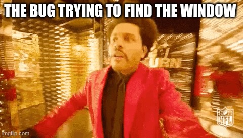 second post may suck but hey | THE BUG TRYING TO FIND THE WINDOW | image tagged in memes,the weeknd | made w/ Imgflip meme maker