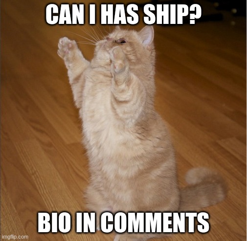Can I Has - Cat standing | CAN I HAS SHIP? BIO IN COMMENTS | image tagged in can i has - cat standing | made w/ Imgflip meme maker