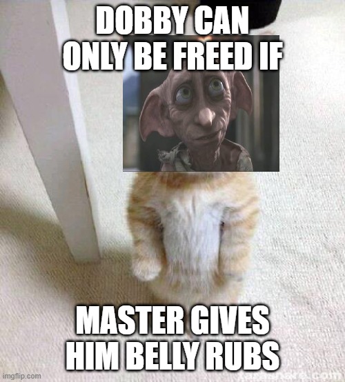 Cute Cat | DOBBY CAN ONLY BE FREED IF; MASTER GIVES HIM BELLY RUBS | image tagged in memes,cute cat | made w/ Imgflip meme maker