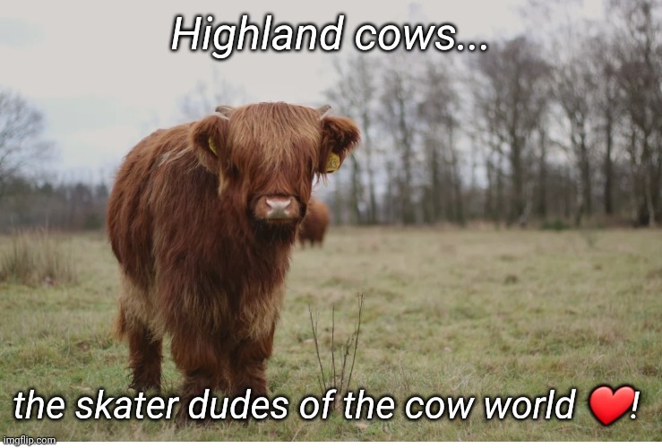 Skater dude | Highland cows... the skater dudes of the cow world ❤! | image tagged in cows,funny animals,skateboarding | made w/ Imgflip meme maker