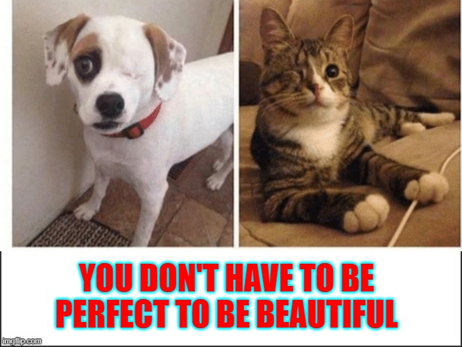 doggs | YOU DON'T HAVE TO BE PERFECT TO BE BEAUTIFUL | image tagged in funny memes | made w/ Imgflip meme maker