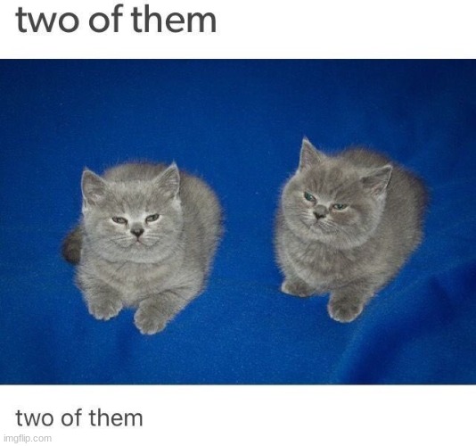 two of them | image tagged in funny,cats | made w/ Imgflip meme maker