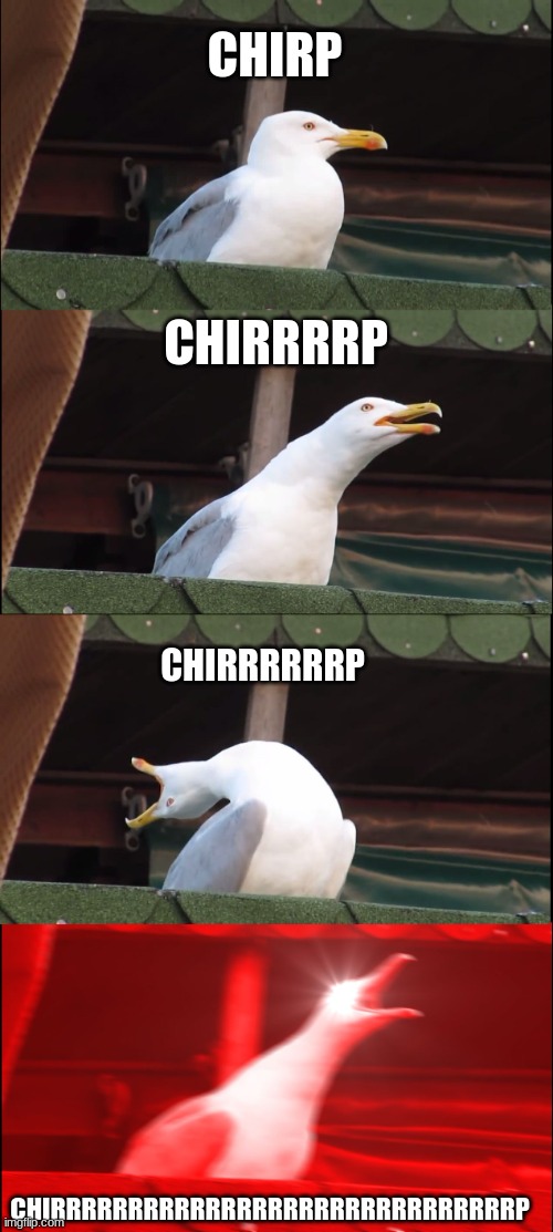 LOL | CHIRP; CHIRRRRP; CHIRRRRRRP; CHIRRRRRRRRRRRRRRRRRRRRRRRRRRRRRRP | image tagged in memes,inhaling seagull | made w/ Imgflip meme maker