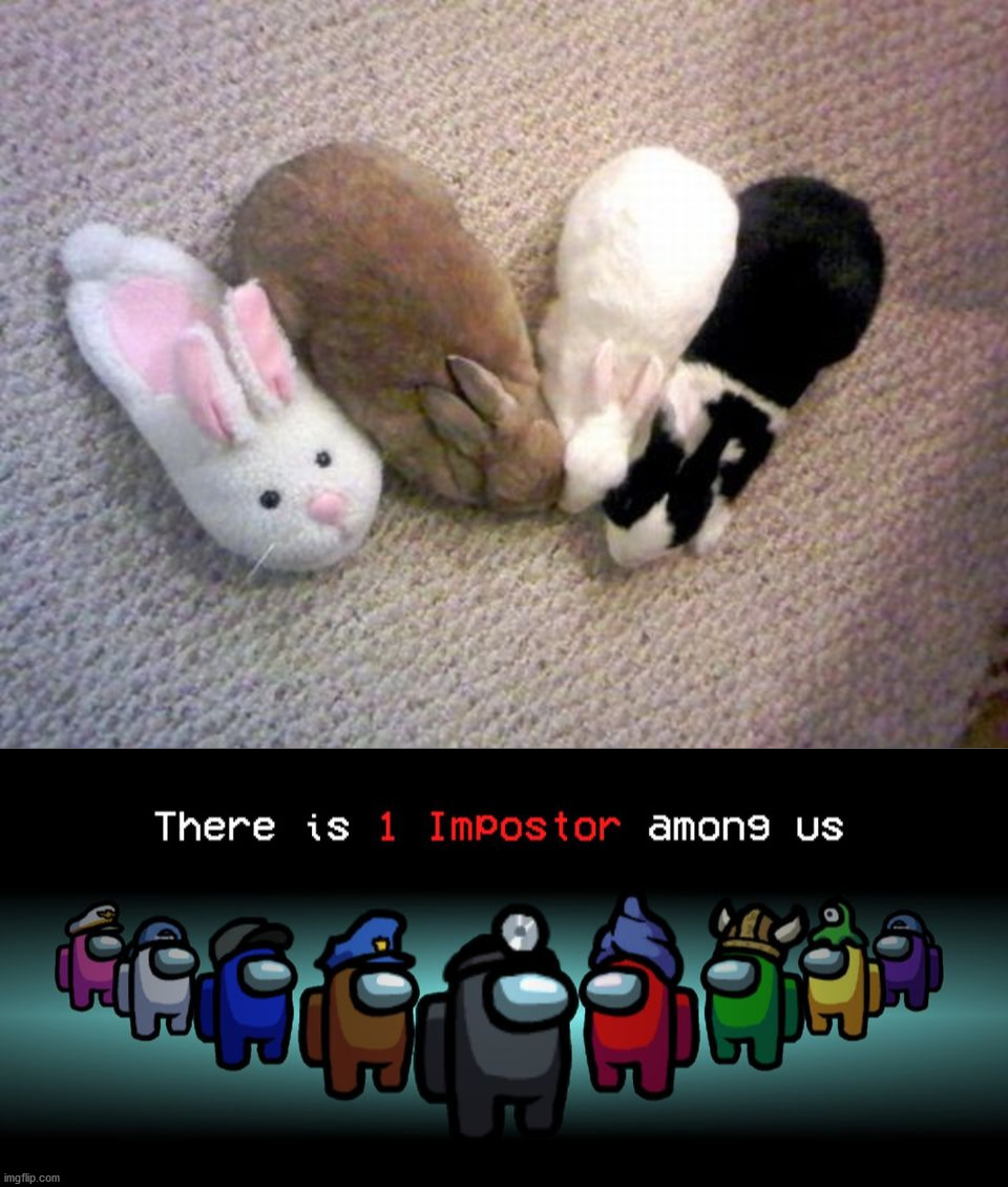 image tagged in there is one impostor among us,bunnies | made w/ Imgflip meme maker