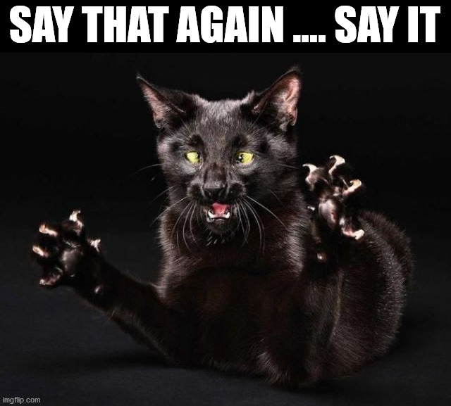 SAY THAT AGAIN .... SAY IT | image tagged in cats | made w/ Imgflip meme maker