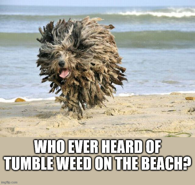 WHO EVER HEARD OF TUMBLE WEED ON THE BEACH? | image tagged in dogs | made w/ Imgflip meme maker