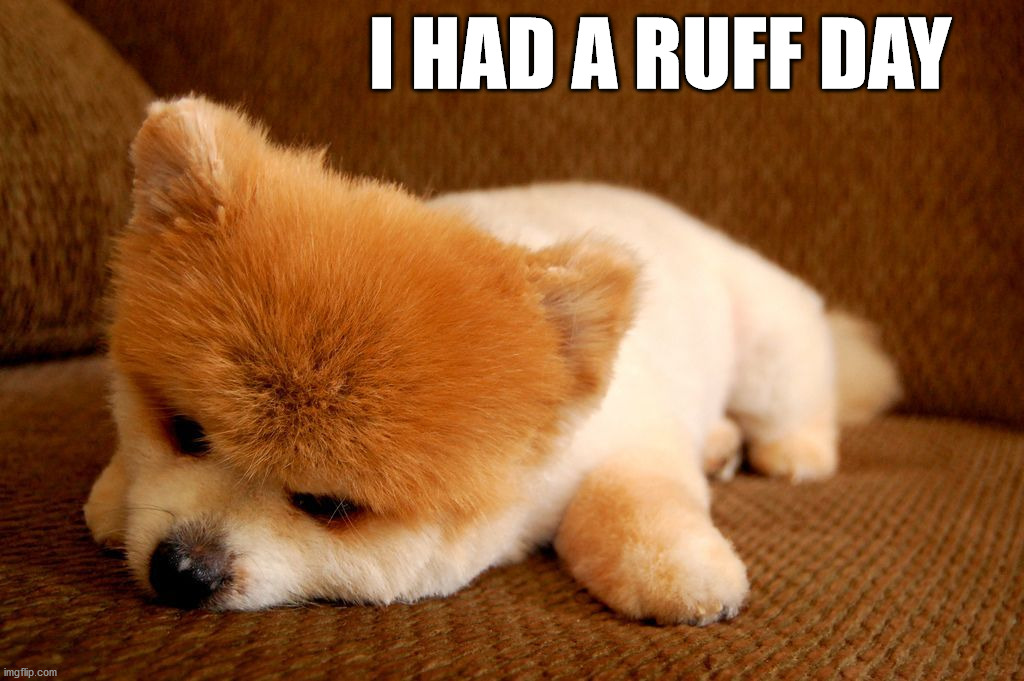 I HAD A RUFF DAY | image tagged in dogs | made w/ Imgflip meme maker