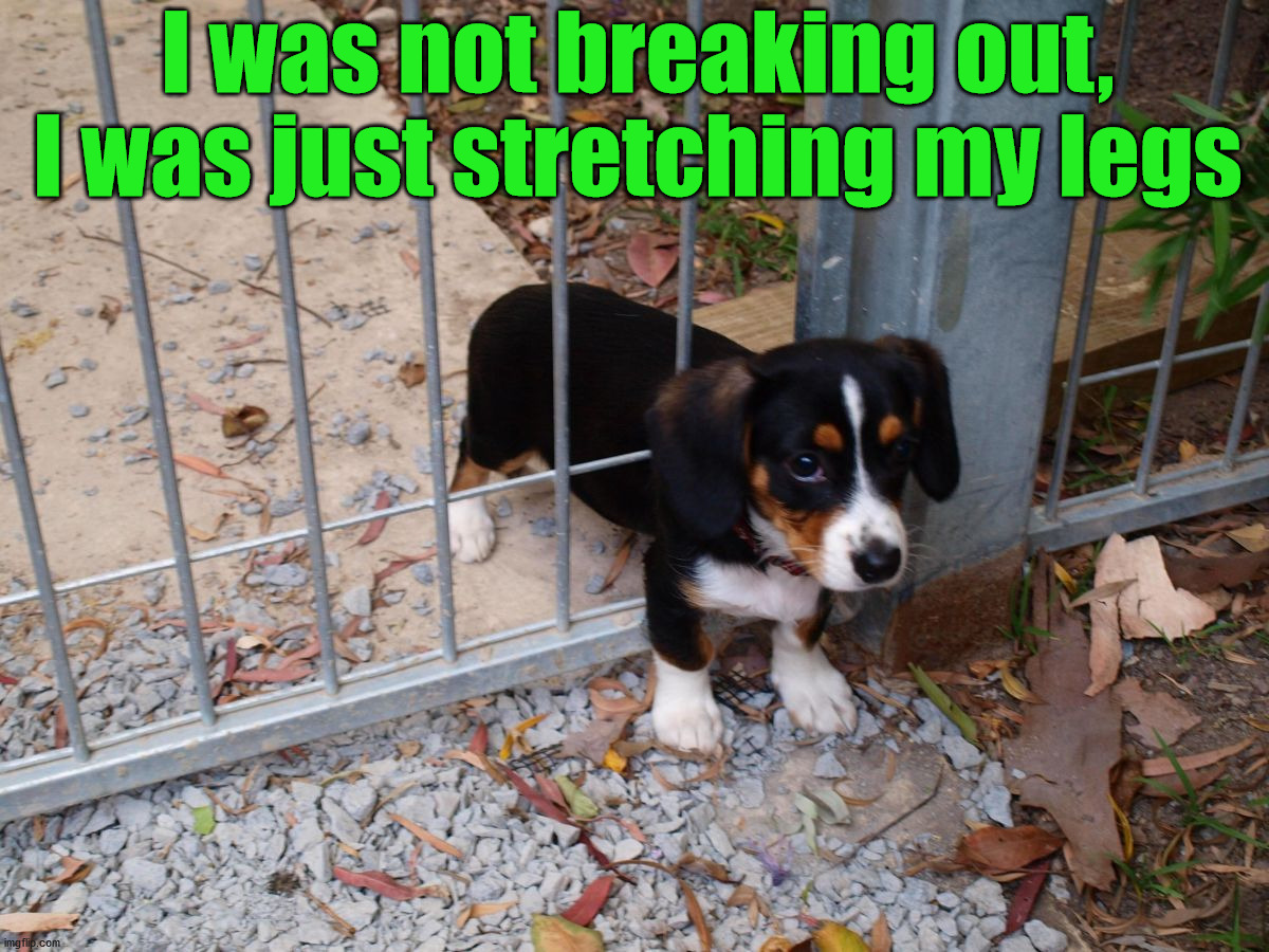 I was not breaking out, I was just stretching my legs | image tagged in dogs | made w/ Imgflip meme maker