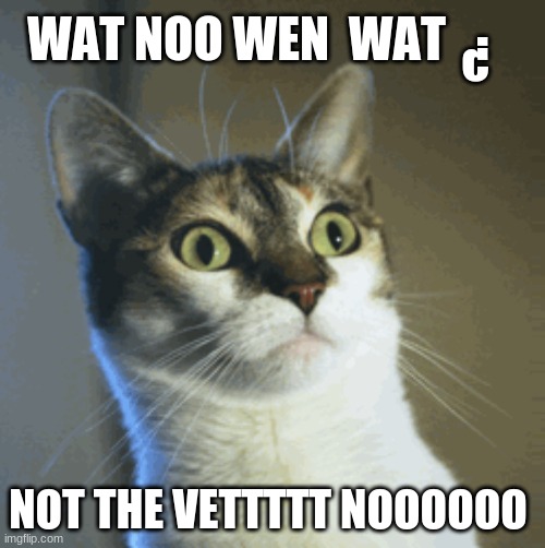 Surprised Cat | WAT NOO WEN  WAT; ? NOT THE VETTTTT NOOOOOO | image tagged in surprised cat | made w/ Imgflip meme maker