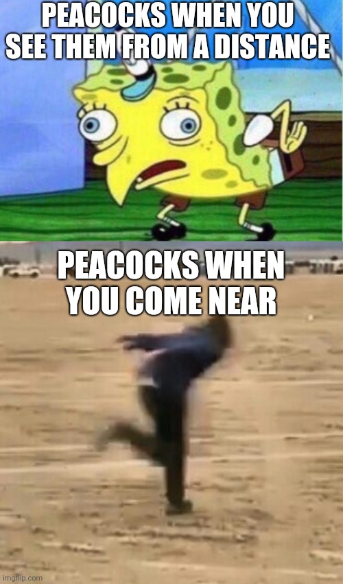 PEACOCKS WHEN YOU SEE THEM FROM A DISTANCE; PEACOCKS WHEN YOU COME NEAR | image tagged in memes,mocking spongebob,naruto run | made w/ Imgflip meme maker