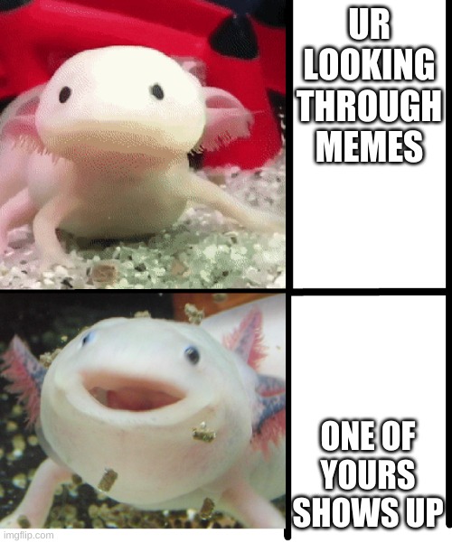 its tru | UR LOOKING THROUGH MEMES; ONE OF YOURS SHOWS UP | image tagged in axolotl | made w/ Imgflip meme maker