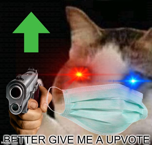 give me upvotes | BETTER GIVE ME A UPVOTE | image tagged in cat | made w/ Imgflip meme maker