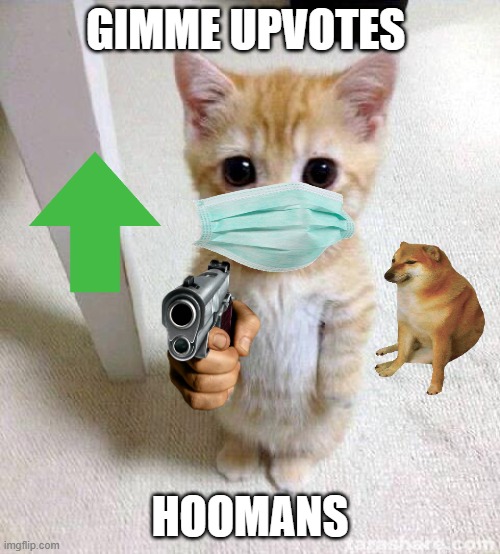 cat gun | GIMME UPVOTES; HOOMANS | image tagged in memes,cute cat | made w/ Imgflip meme maker