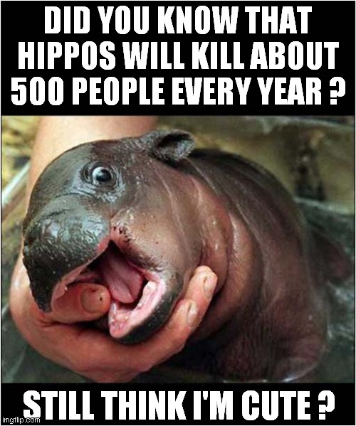 Ahh, A Baby Hippo ! | DID YOU KNOW THAT HIPPOS WILL KILL ABOUT 500 PEOPLE EVERY YEAR ? STILL THINK I'M CUTE ? | image tagged in cute,hippo | made w/ Imgflip meme maker