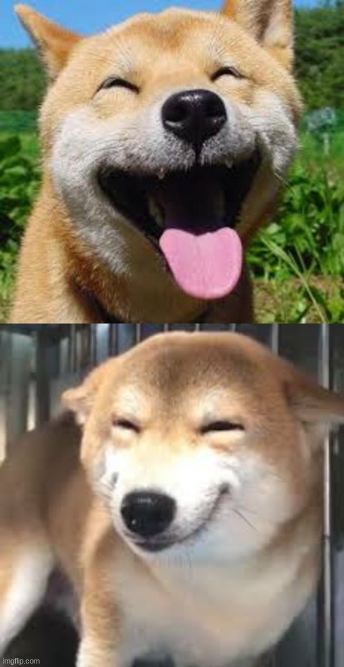 happy puppers | image tagged in happy doge,happy doge template | made w/ Imgflip meme maker