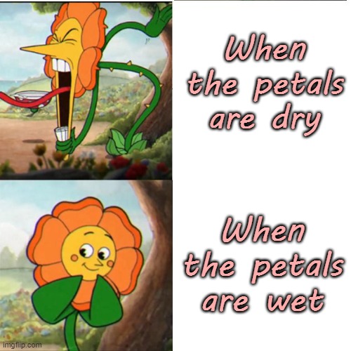 Cuphead Flower | When the petals are dry When the petals are wet | image tagged in cuphead flower | made w/ Imgflip meme maker