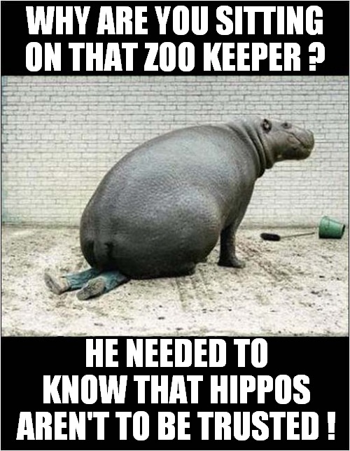 A Hippos Harsh Lesson ! | WHY ARE YOU SITTING ON THAT ZOO KEEPER ? HE NEEDED TO KNOW THAT HIPPOS AREN'T TO BE TRUSTED ! | image tagged in hippo,dangerous,life lesson | made w/ Imgflip meme maker
