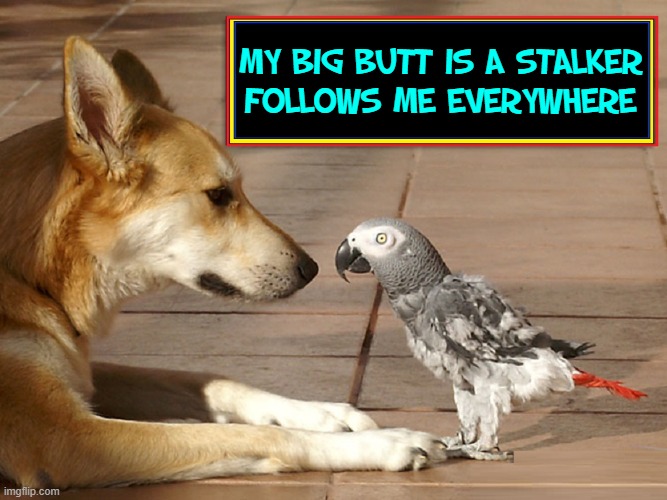 My dog's a good listener. Tell him anything. He's not judgmental. Promise. | MY BIG BUTT IS A STALKER
FOLLOWS ME EVERYWHERE | image tagged in vince vance,memes,dogs,parrots,big butts,stalker | made w/ Imgflip meme maker