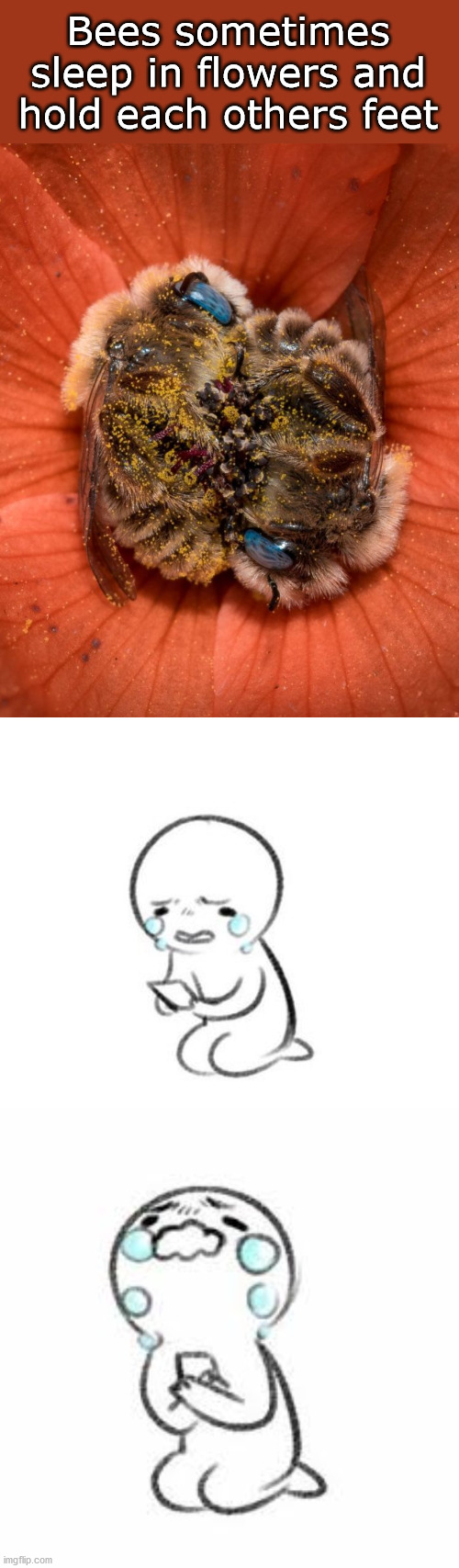 Bees | Bees sometimes sleep in flowers and hold each others feet | image tagged in bees,aww | made w/ Imgflip meme maker