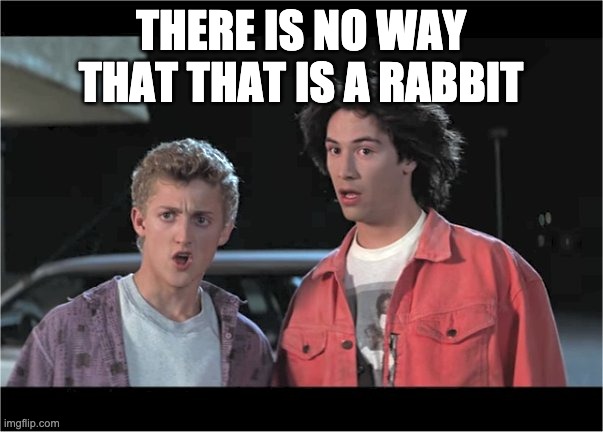 No Way | THERE IS NO WAY THAT THAT IS A RABBIT | image tagged in no way | made w/ Imgflip meme maker