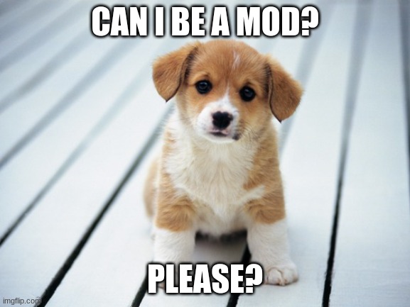 Please? | CAN I BE A MOD? PLEASE? | image tagged in cute puppy 1 | made w/ Imgflip meme maker
