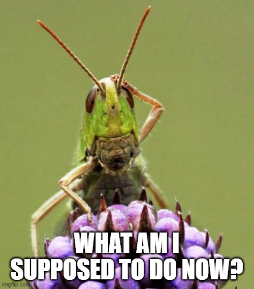 Confused Grasshopper | WHAT AM I SUPPOSED TO DO NOW? | image tagged in confused grasshopper | made w/ Imgflip meme maker