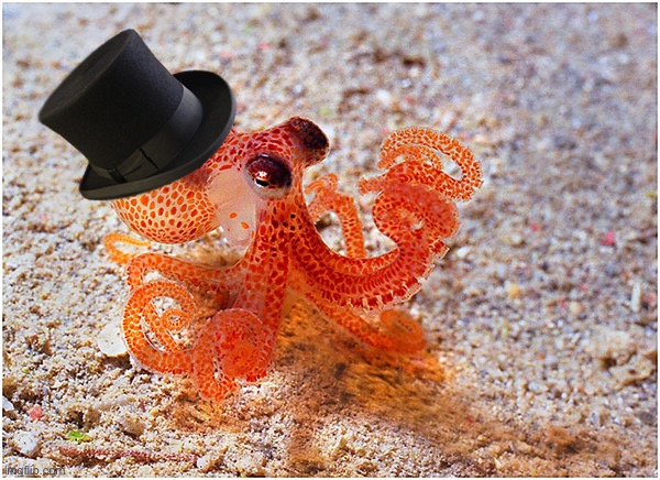 Octopus with top hat Blank Meme Template