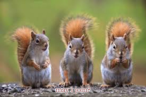 Squirrel temp | may i join? | image tagged in squirrel temp | made w/ Imgflip meme maker