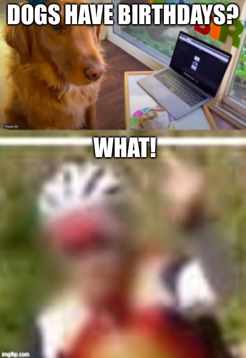 What?! | DOGS HAVE BIRTHDAYS? WHAT! | image tagged in funny,cool,dog | made w/ Imgflip meme maker