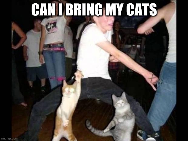Party hard cat | CAN I BRING MY CATS | image tagged in party hard cat | made w/ Imgflip meme maker