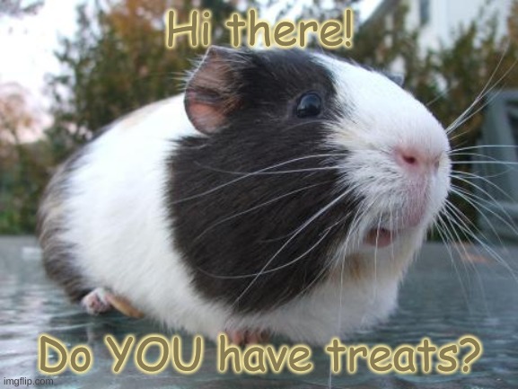 Human ran out of treats... Looking for more | Hi there! Do YOU have treats? | image tagged in guinea pig,pet treats,treats | made w/ Imgflip meme maker
