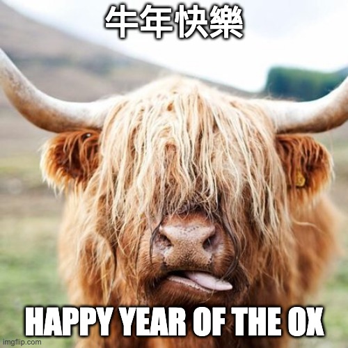 happy year of the ox | 牛年快樂; HAPPY YEAR OF THE OX | image tagged in cow,chinese new year | made w/ Imgflip meme maker