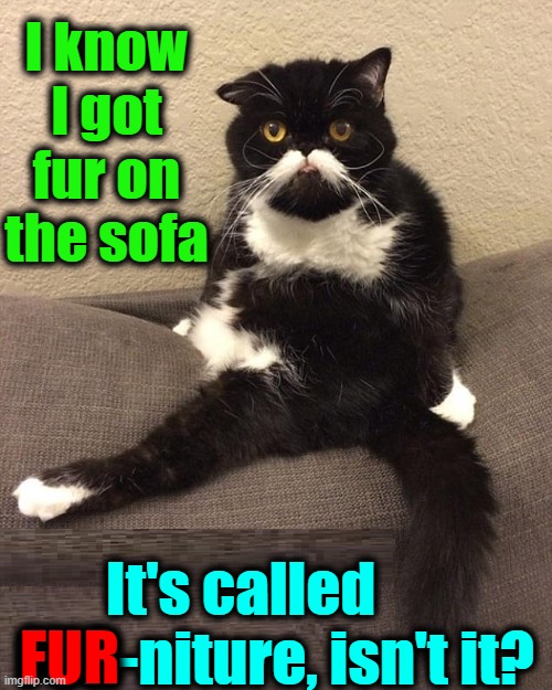 My Cat's the Defiant Type: an answer for everything | I know I got fur on the sofa; It's called       FUR-niture, isn't it? FUR | image tagged in vince vance,cats,memes,funny cat memes,i love cats,furniture | made w/ Imgflip meme maker
