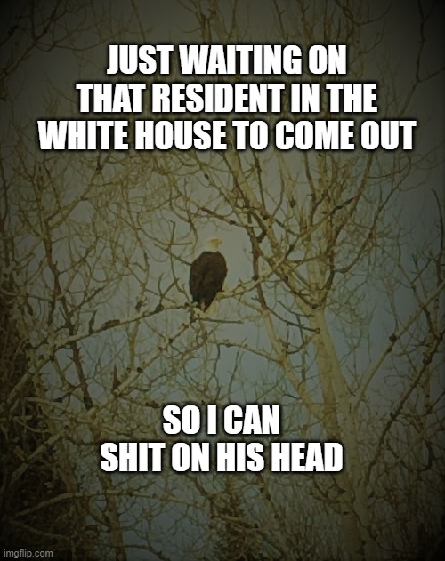 political | JUST WAITING ON THAT RESIDENT IN THE WHITE HOUSE TO COME OUT; SO I CAN SHIT ON HIS HEAD | image tagged in funny memes | made w/ Imgflip meme maker