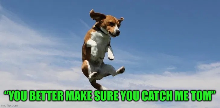 Do you think he will be caught? | “YOU BETTER MAKE SURE YOU CATCH ME TOM” | image tagged in memes,funny,dogs,cute,awwww,doggo | made w/ Imgflip meme maker