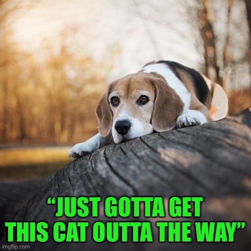 Jump! | “JUST GOTTA GET THIS CAT OUTTA THE WAY” | image tagged in memes,funny,dogs,cute,awwww,doggo | made w/ Imgflip meme maker