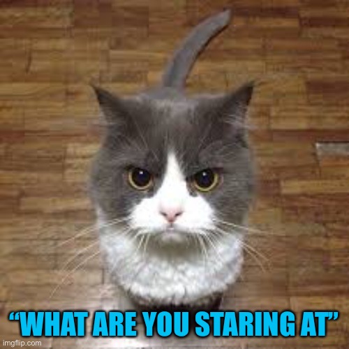 Grumpy cat 2.0? | “WHAT ARE YOU STARING AT” | image tagged in memes,funny,cats,cute,aww,catto | made w/ Imgflip meme maker