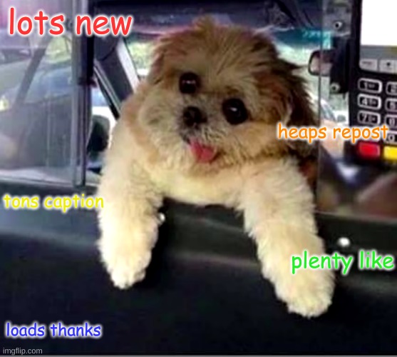 lots wow | lots new; heaps repost; tons caption; plenty like; loads thanks | image tagged in doggo | made w/ Imgflip meme maker