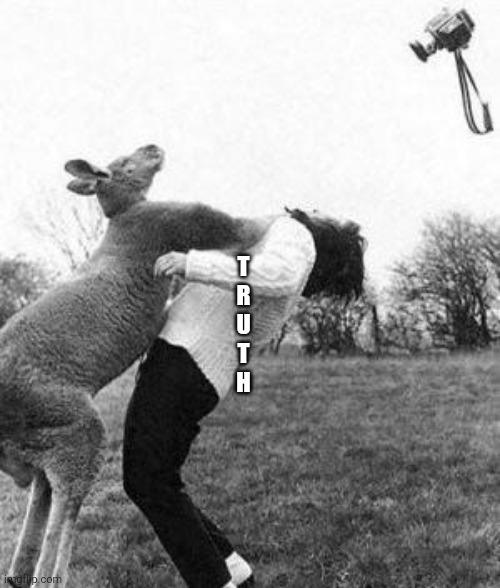 Kangaroo knockout  | T
R
U
T
H | image tagged in kangaroo knockout | made w/ Imgflip meme maker