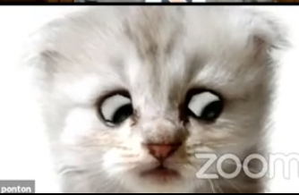 High Quality Zoom cat Blank Meme Template