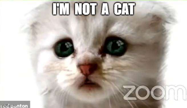 I'm not a cat | I'M  NOT  A  CAT | image tagged in lawyer,cat,i'm not a cat,zoom call,zoom,funny | made w/ Imgflip meme maker