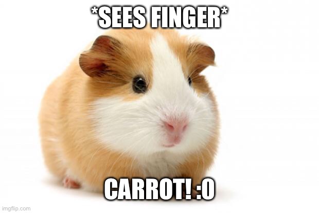 Finger = carrot | *SEES FINGER*; CARROT! :0 | image tagged in memes | made w/ Imgflip meme maker