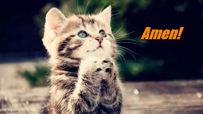 Praying cat | Amen! | image tagged in praying cat | made w/ Imgflip meme maker