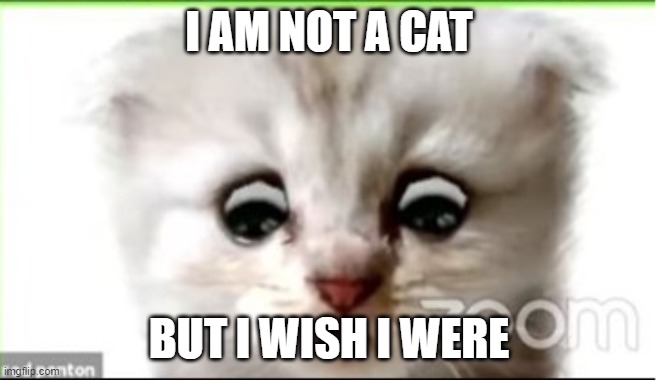 I am not a cat | I AM NOT A CAT; BUT I WISH I WERE | image tagged in i am not a cat | made w/ Imgflip meme maker