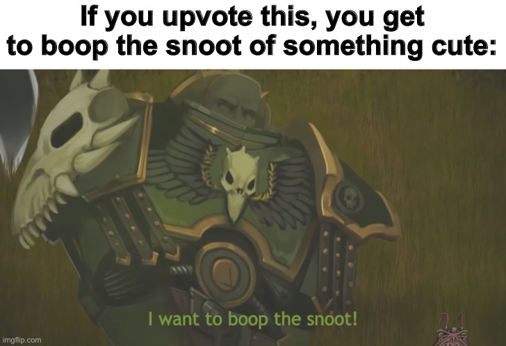 I want to boop the snoot! | If you upvote this, you get to boop the snoot of something cute: | image tagged in i want to boop the snoot | made w/ Imgflip meme maker