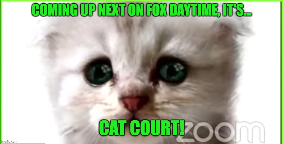 Cat Court! | COMING UP NEXT ON FOX DAYTIME, IT'S... CAT COURT! | image tagged in daytime tv,cats,courtroom,zoom | made w/ Imgflip meme maker
